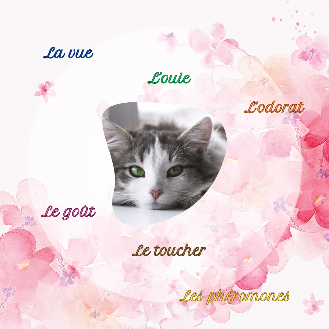 Les Perceptions du Chat