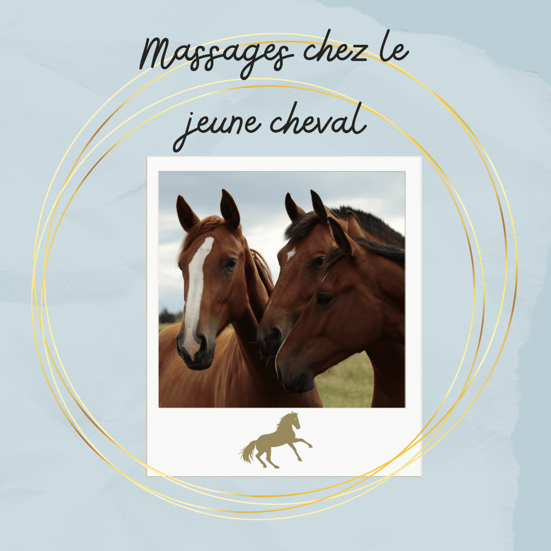 Les Massages et Le Jeune Cheval