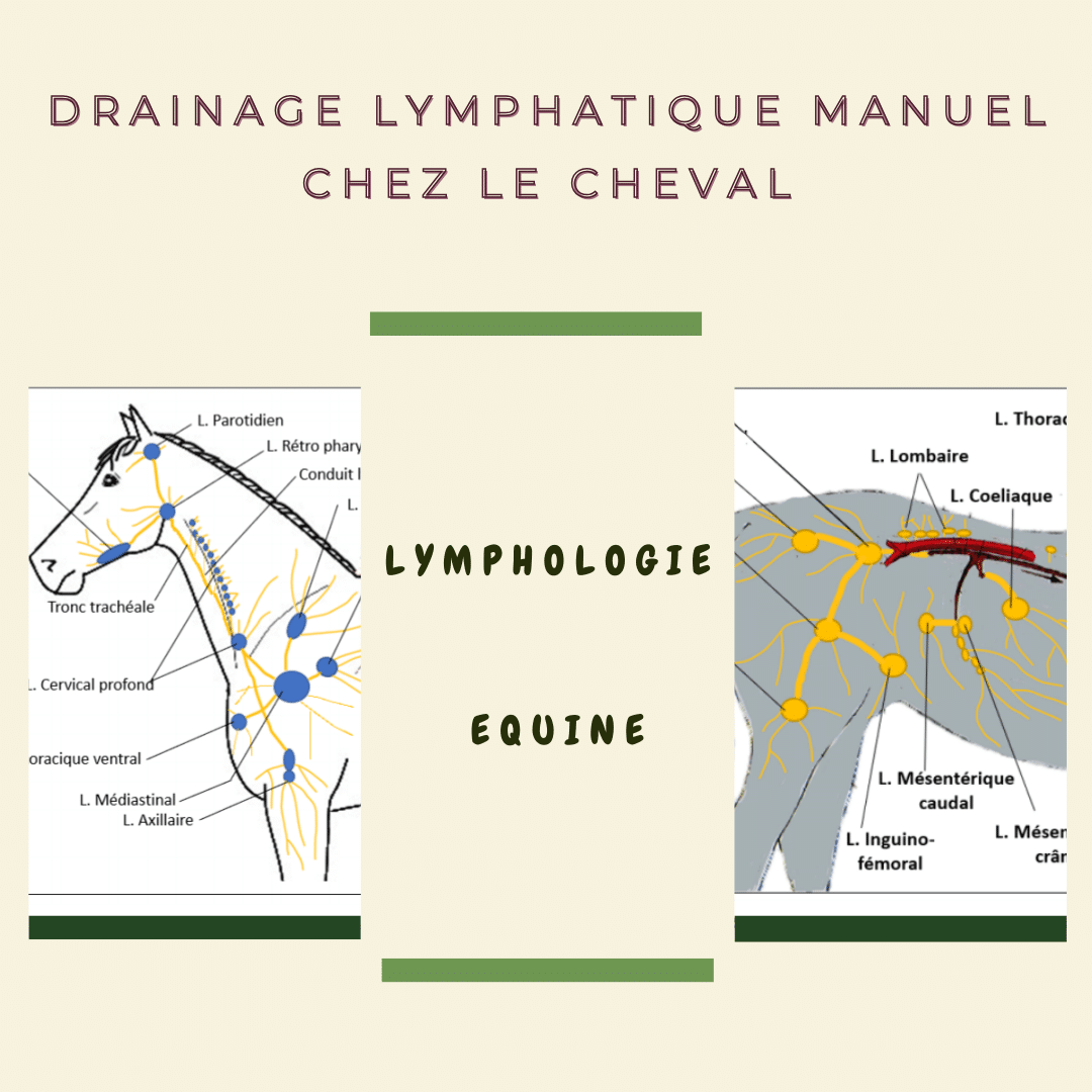 Le Drainage Lymphatique Manuel chez le Cheval