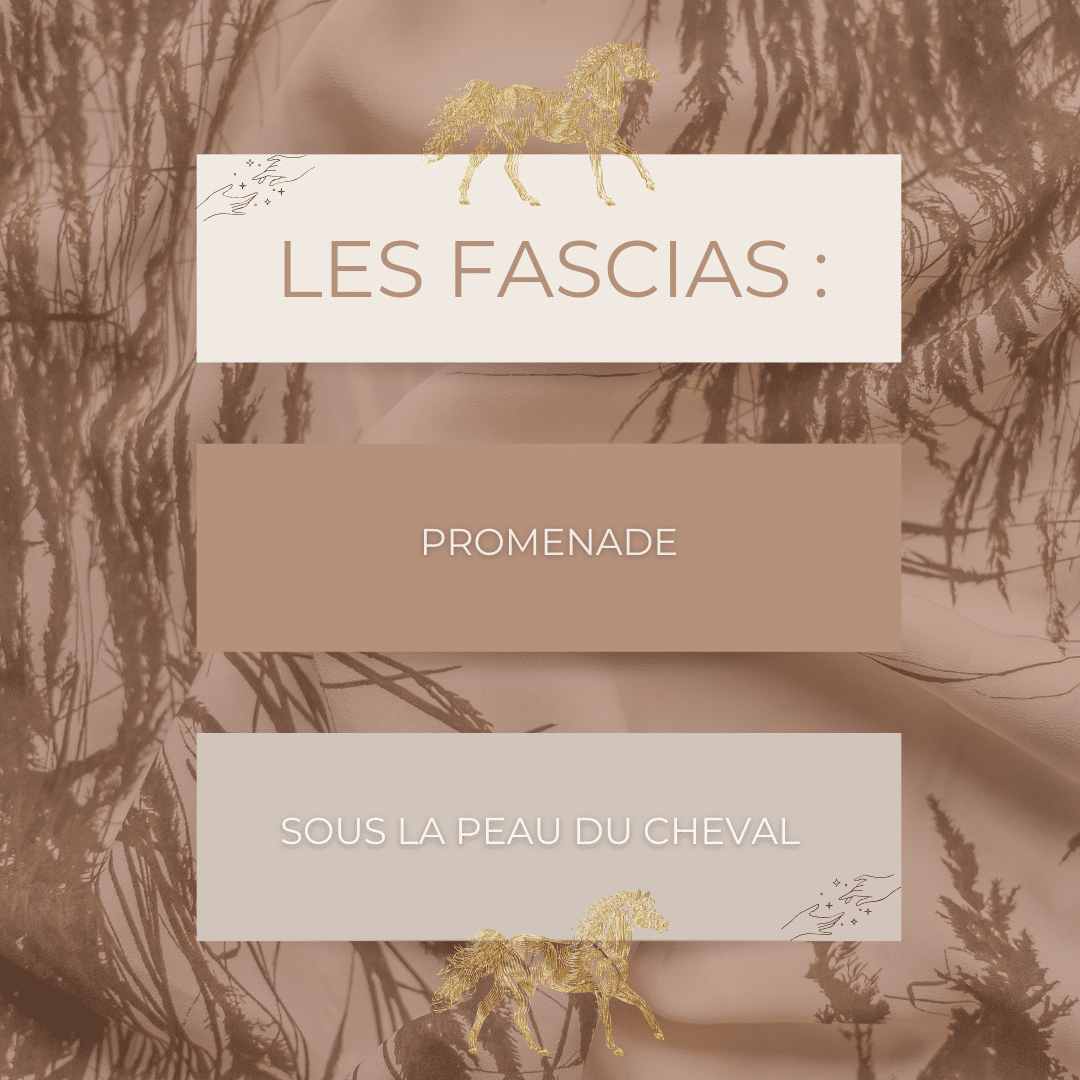 Les Massages et Les Fascias du Cheval