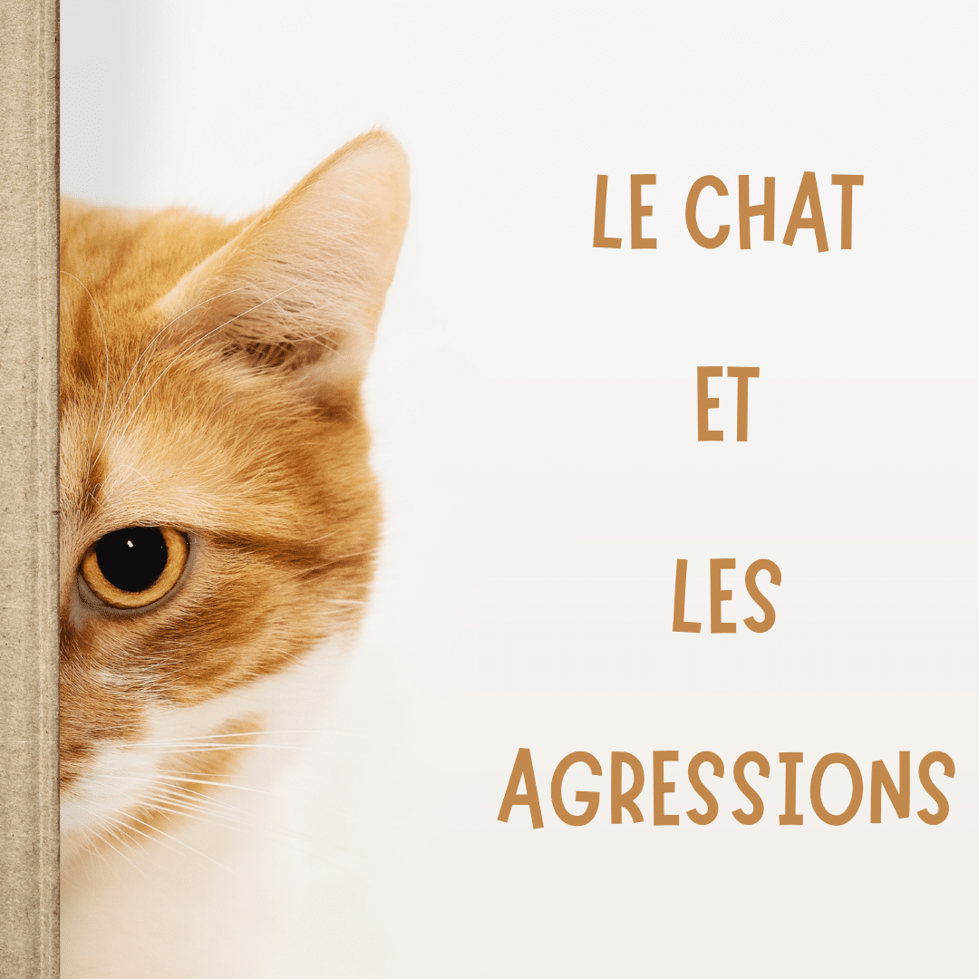 Le Chat et Les Agressions